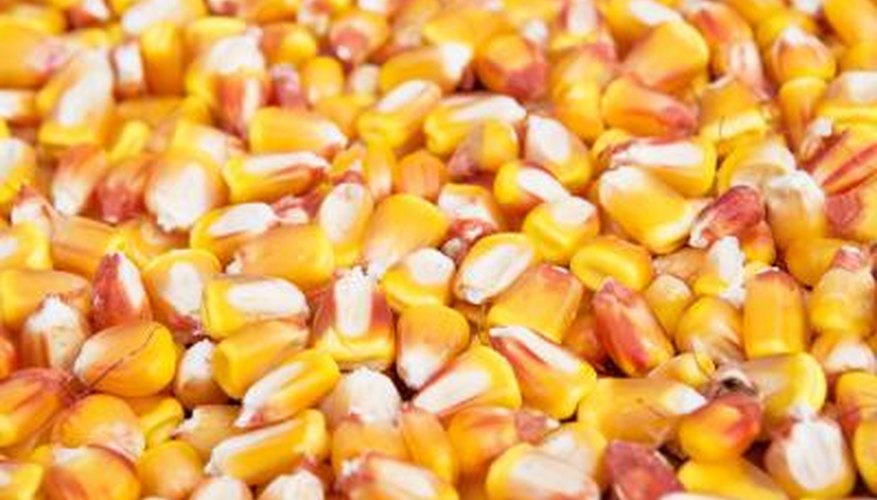 Photo Credit: stevanovicigor/iStock/Getty Images Corn kernels are good when trying to catch trout.