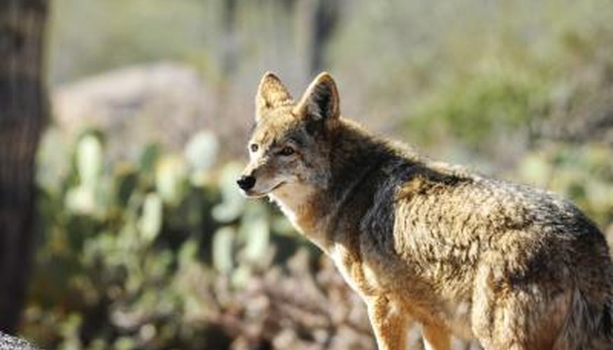 Photo Credit: DonFink/iStock/Getty Images Coyote in desert