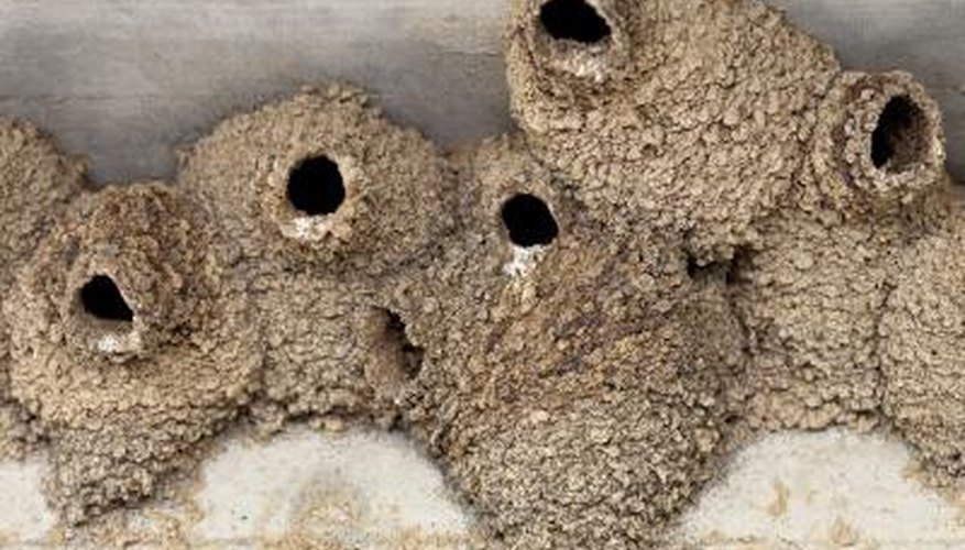 Photo Credit: Melinda Fawver/iStock/Getty Images a collection of cliff swallow nests