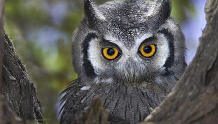 Photo Credit: johan63/iStock/Getty Images Owls have large pupils.