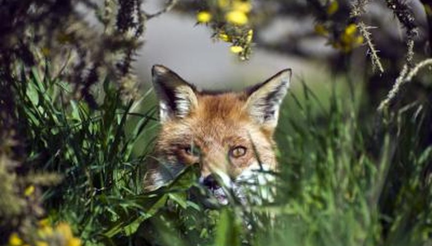Photo Credit: Matt Gibson/iStock/Getty Images Red fox eyes are more feline like.