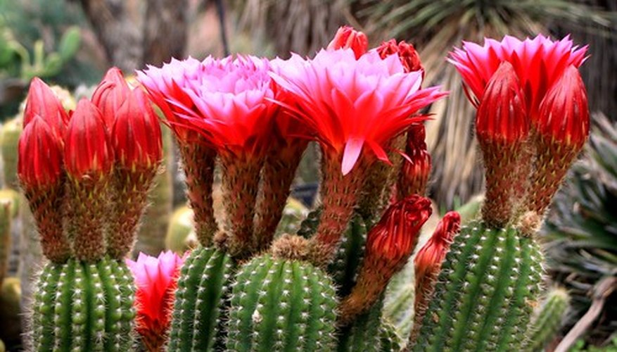 Cactus plants in bloom
