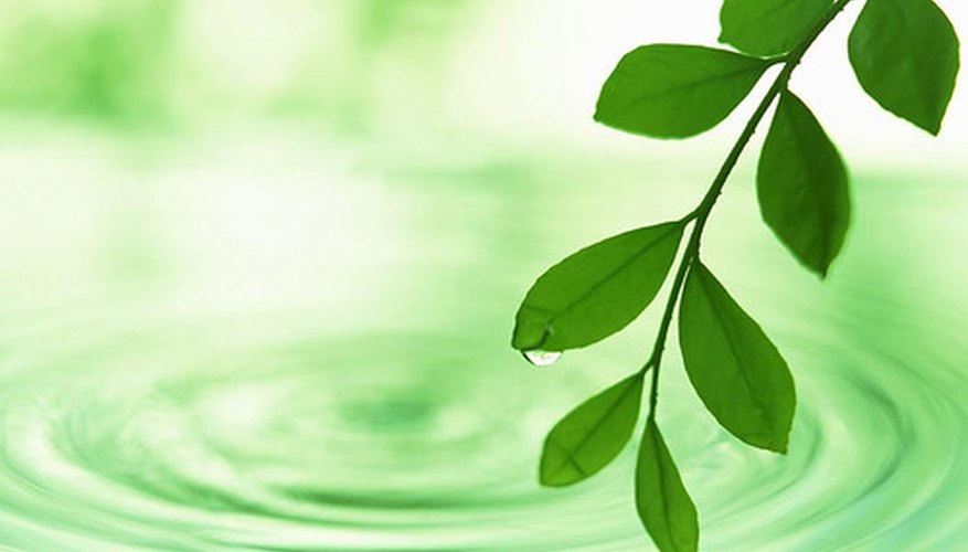 The Effect of PH on the Rate of Photosynthesis | Sciencing