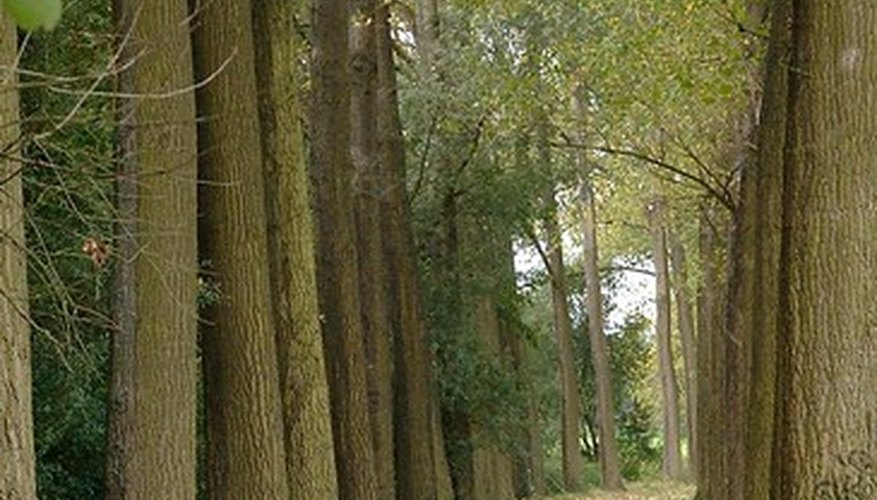 Poplars are vulnerable to pests and diseases.