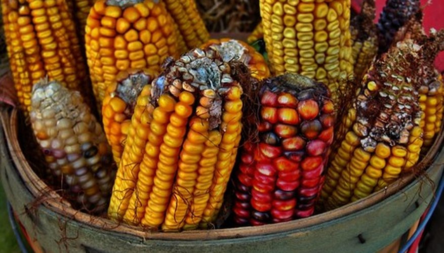 Corn cobs and corn husks were used to make Native American games.