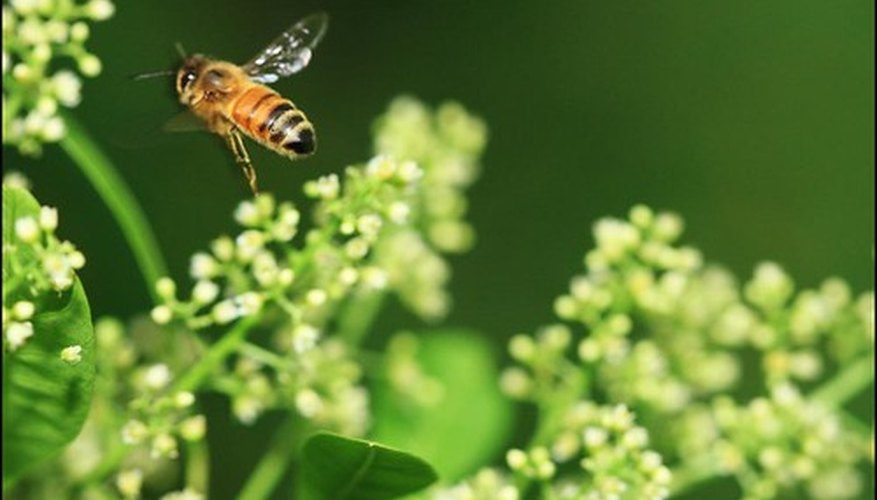 A bee buzzes along.