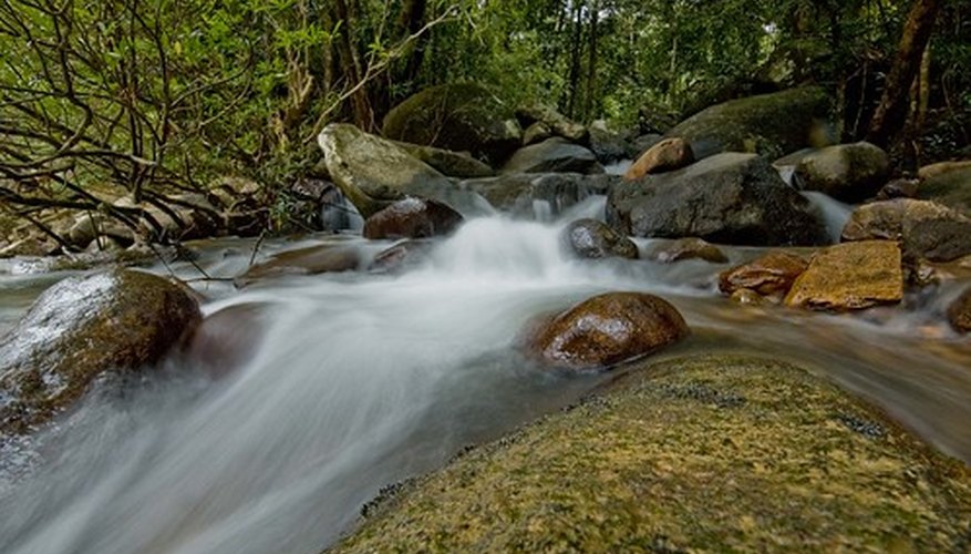 How Does an Ecosystem Survive? | Sciencing