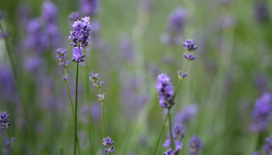 Healthy, fragrant Lavender