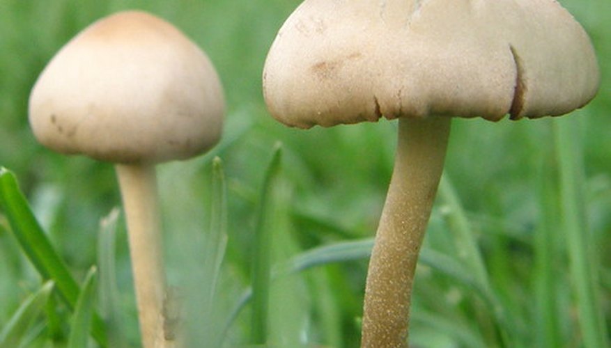 Parasitism of Mushroom by Mold - Oregon Photography