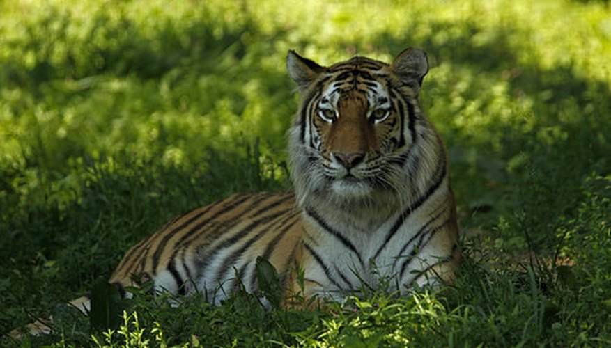 Siberian Tiger, Animal Database