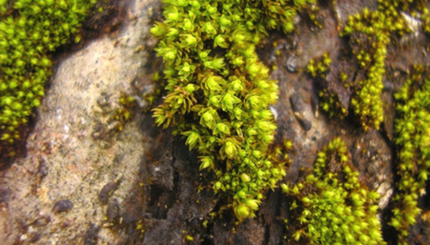 how-to-make-moss-green-color-ehow-uk