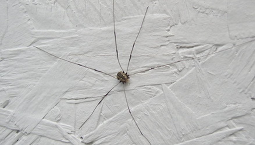 Daddy-long-legs can make their way in to your home.