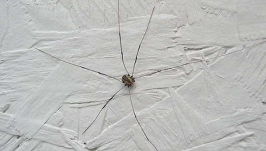 Get Rid of Daddy Long Leg Spiders in Your Home