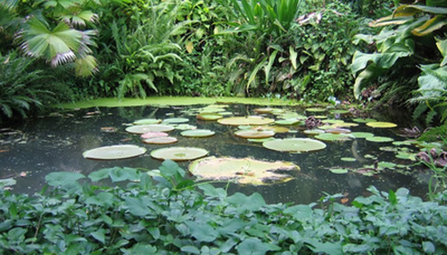 Elodea grows in water gardens.