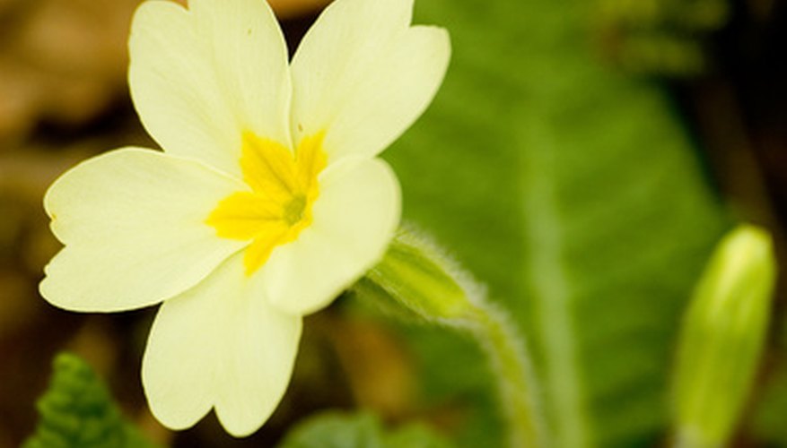 Yellow primrose flower