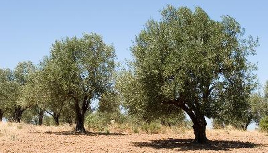 Olive trees may turn yellow as a result of water or nutrient deficiencies.