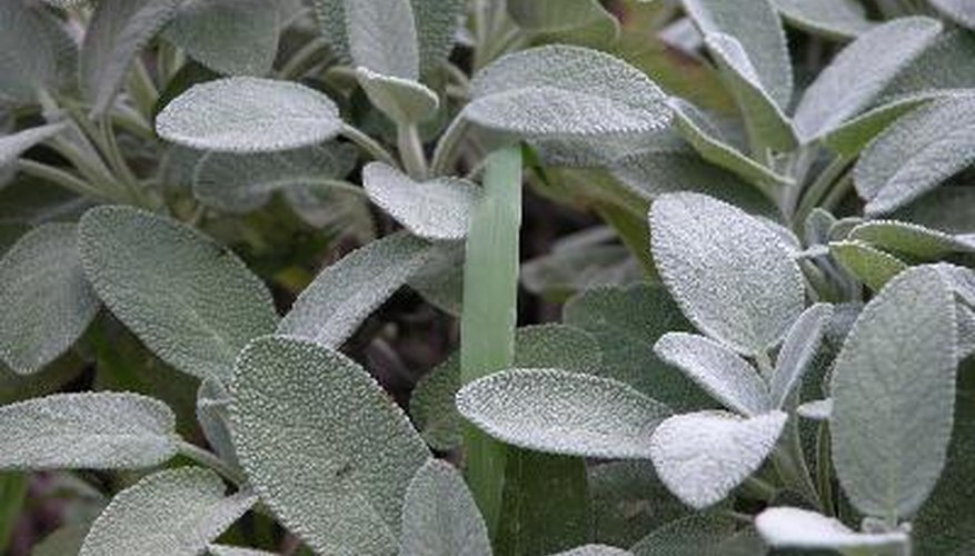 The grey-green leaves of Salvia officianalis