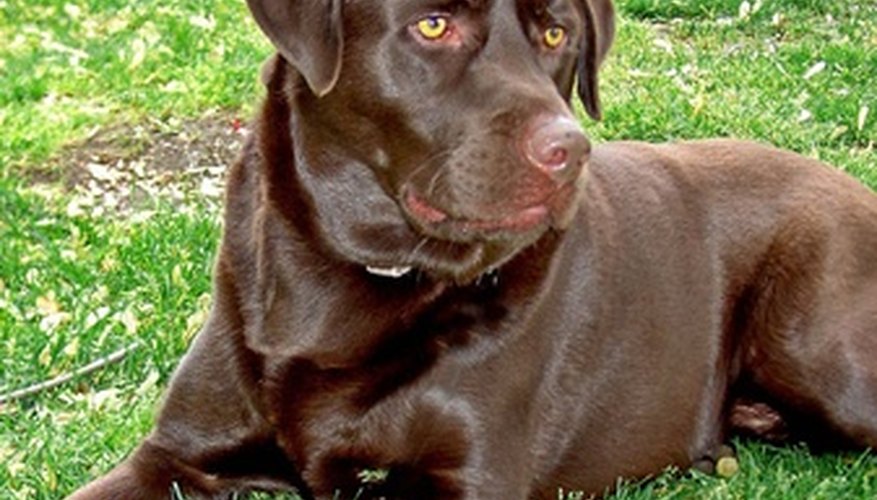 There are several reasons for bloodshot eyes in chocolate Labradors.