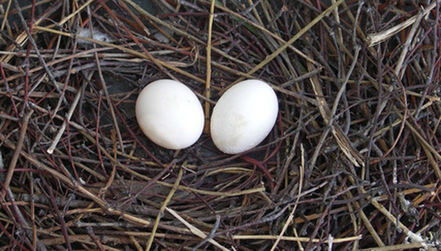 Many bird eggs are white.