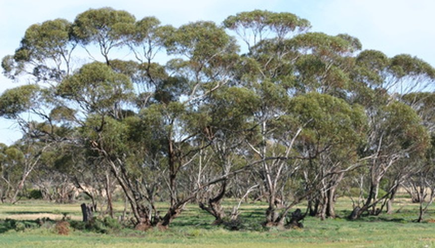 Eucalyptus trees reproduce in several ways.