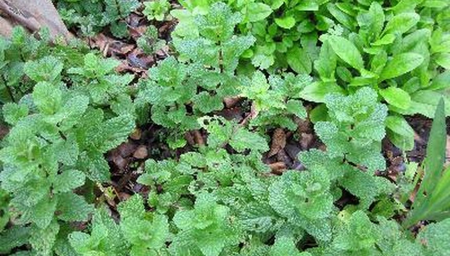 Green and black spots on mint leaves can indicate serious problems.