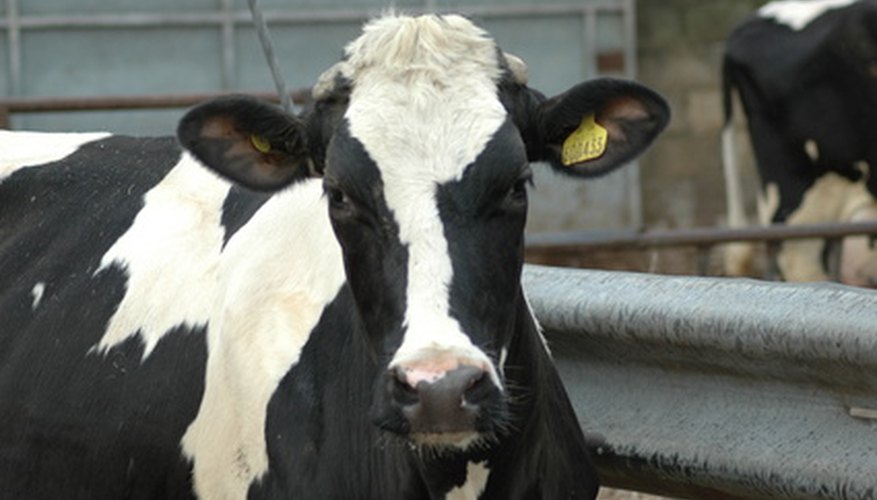 Make cow ears for a cow costume.