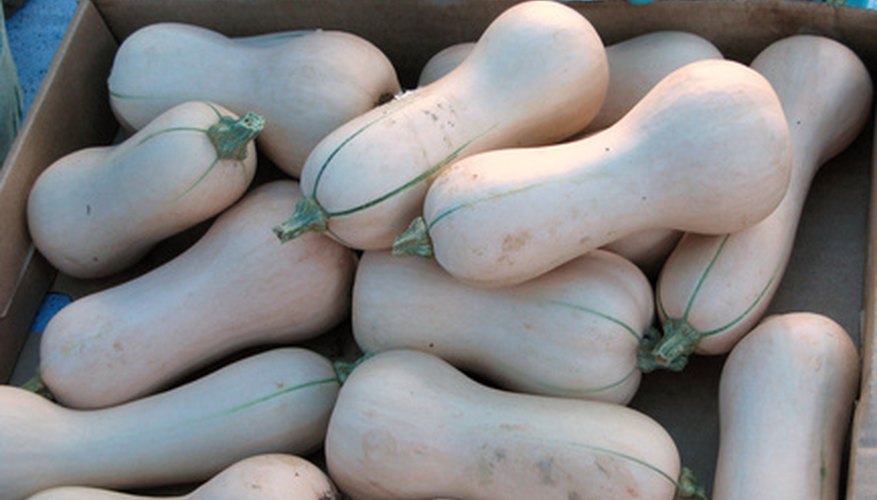 You have several NPK-fertiliser options for growing butternut squash.