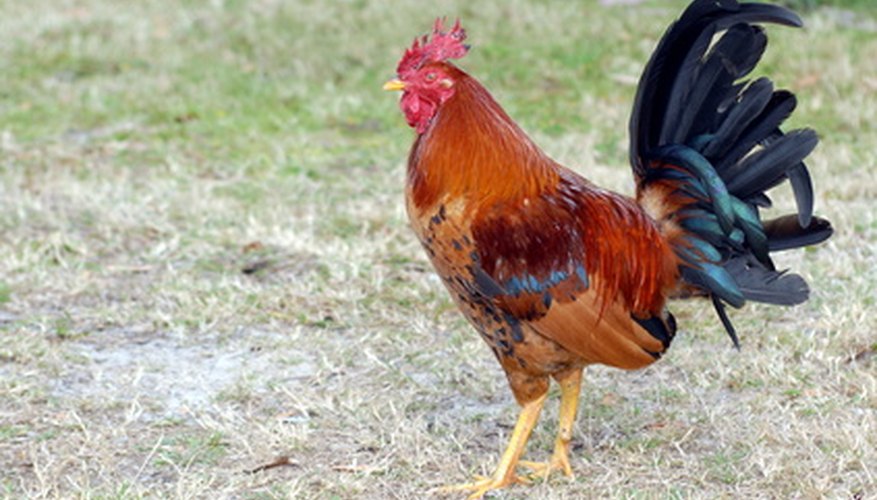 A mature rooster is more colourful than a hen of the same age.