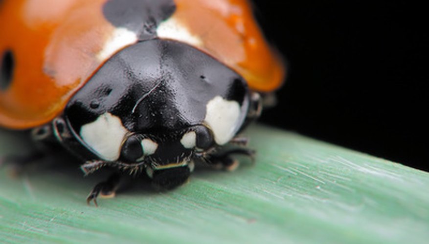 Ladybirds are natural predators of sedum-eaters like aphids and mealybugs.