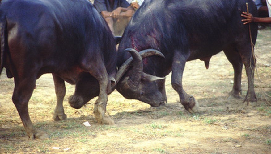 El término