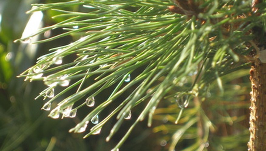 Conifers produce sturdy cones, a different method of reproduction than flowering plants.