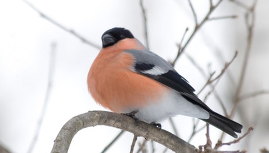 The male bullfinch has a bright orange-red to salmon breast and cheeks.