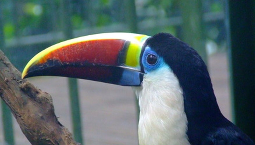 The toucan is one of the animals that lives in the rainforest canopy.