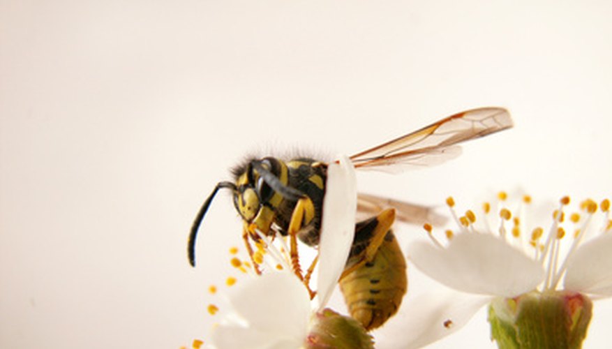 Social wasps are the only ones that build nests.