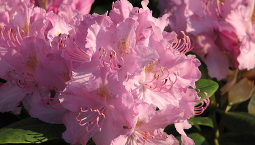 Rhododendron growth varies, with fast-growing plants reaching 7 feet in 10 years.