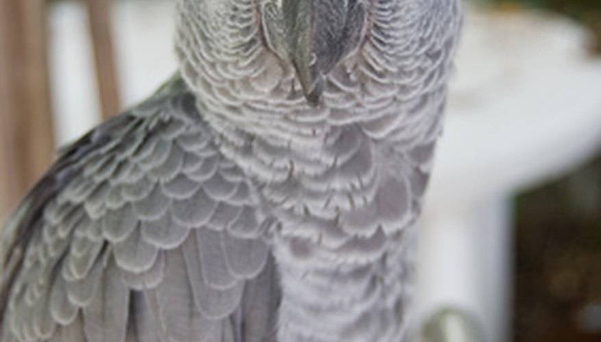 It is important to recognise bacterial sinus infections in an African grey parrot.