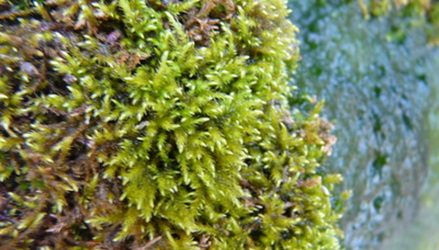 Сфагнум водная. Batramia poliformis мох. Светлый мох. Водяной мох. Мхи названия.