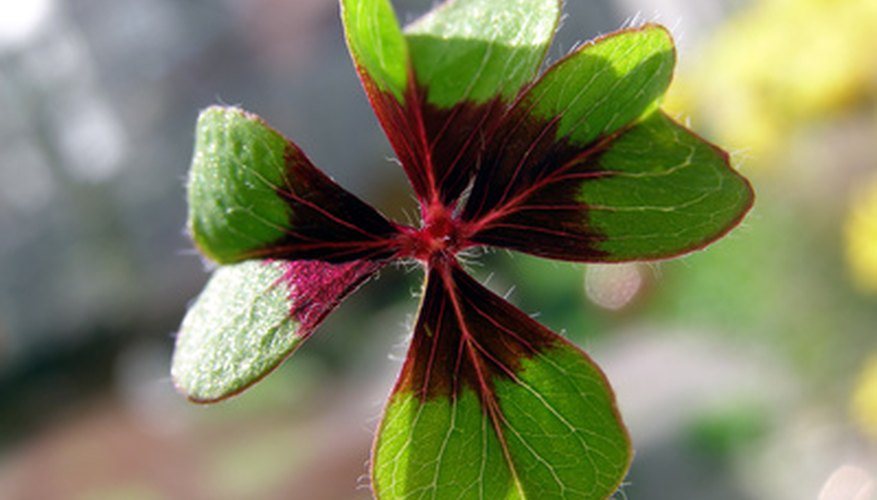 There is more to Irish culture than St. Patrick's Day and four-leaf clovers.
