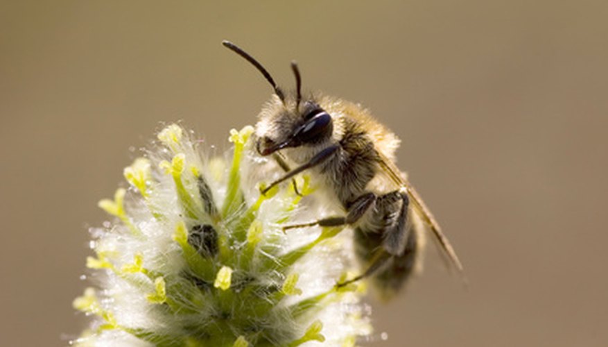 Give loratadine as soon as you suspect your pet may have been stung by a bee.