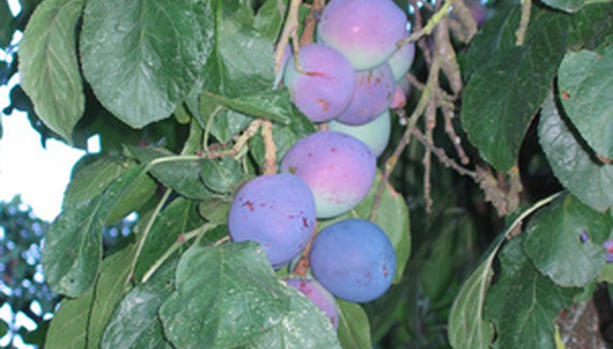 Fresh plums.
