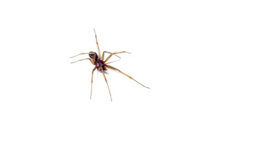 There are a dozen different types of house spider in the U.K.