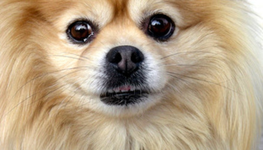 why do pomeranians like to lick