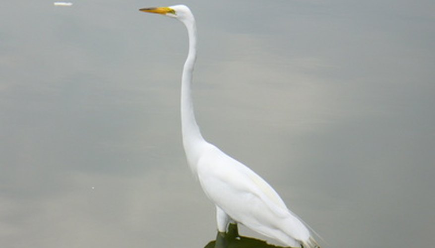 The crane is a familiar Japanese symbol of luck.