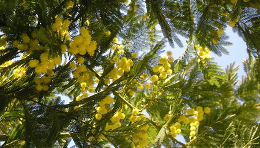 Mimosa trees are popular ornamental trees.