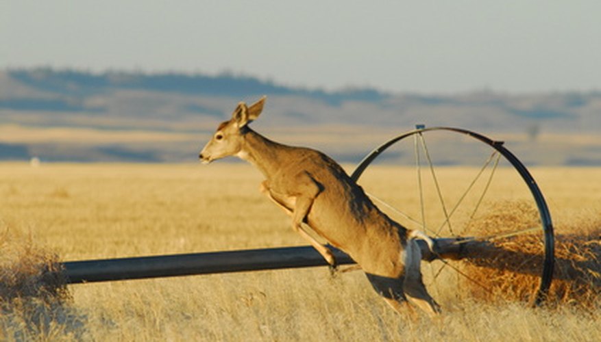 Deer use their strong legs to jump high distances.