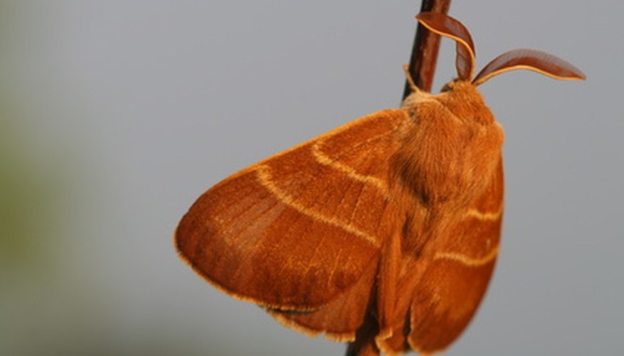 Use borax to effectively rid your home of moths.