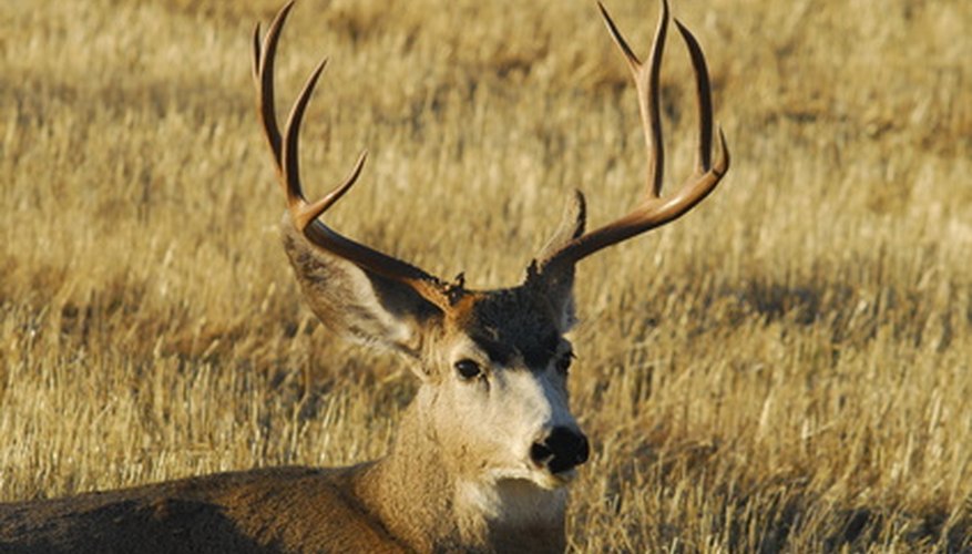 A properly mounted set of antlers can be a pretty addition to your home or hunting cabin.