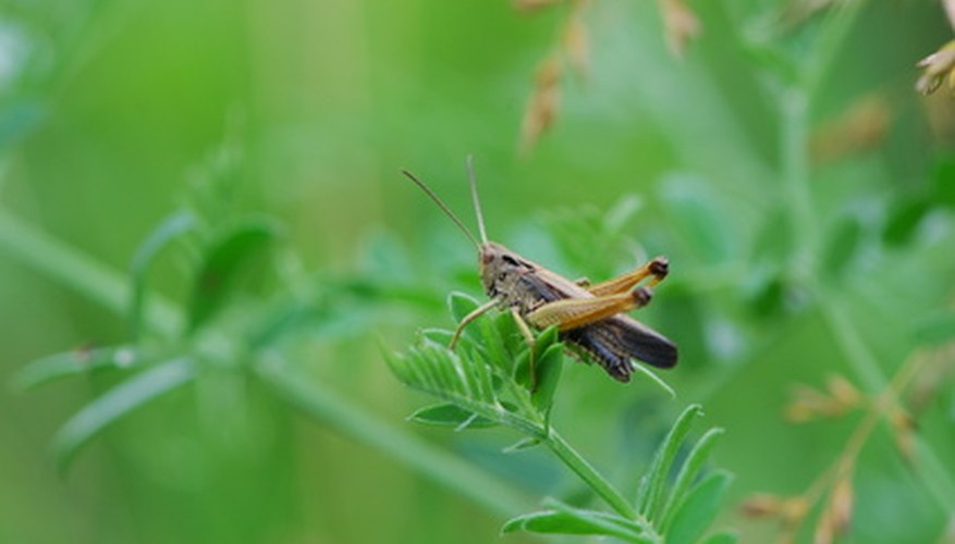Insects that jump do so to conserve energy when changing locations or to escape predators.