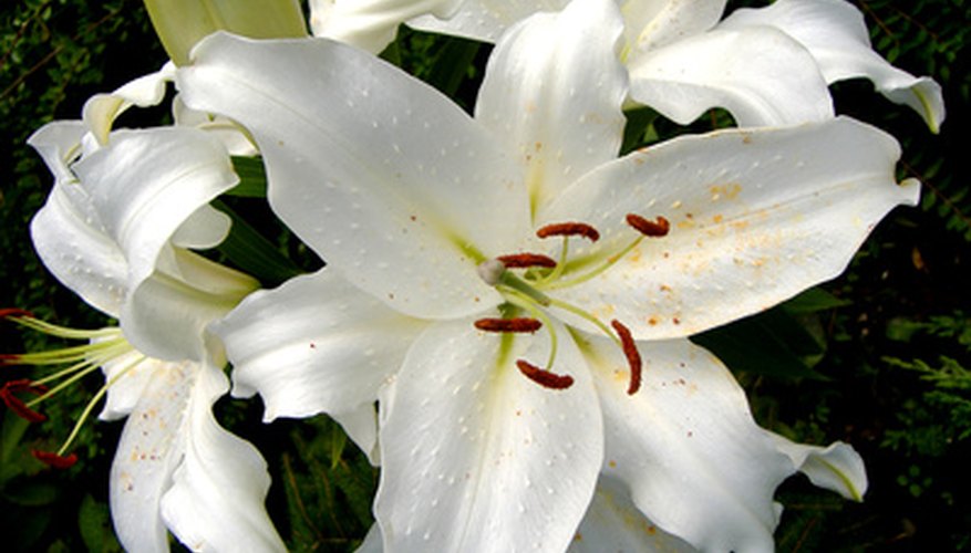 Preserve lily flowers by pressing them dry.