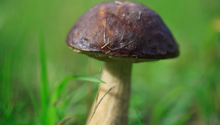 Mushroom identification is challenging